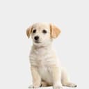 Chien