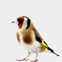 Oiseaux