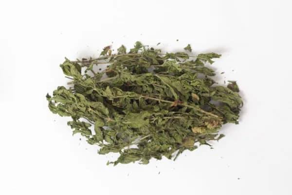 Menthe