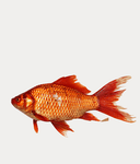 Poisson