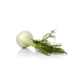Fenouil